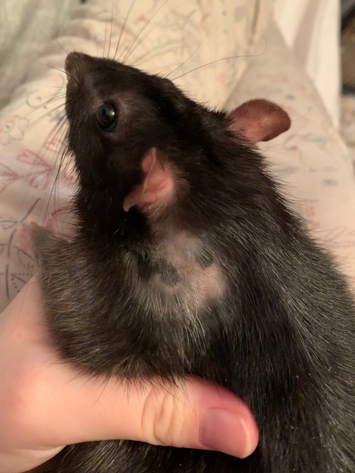 Severe rat bite requiring staples