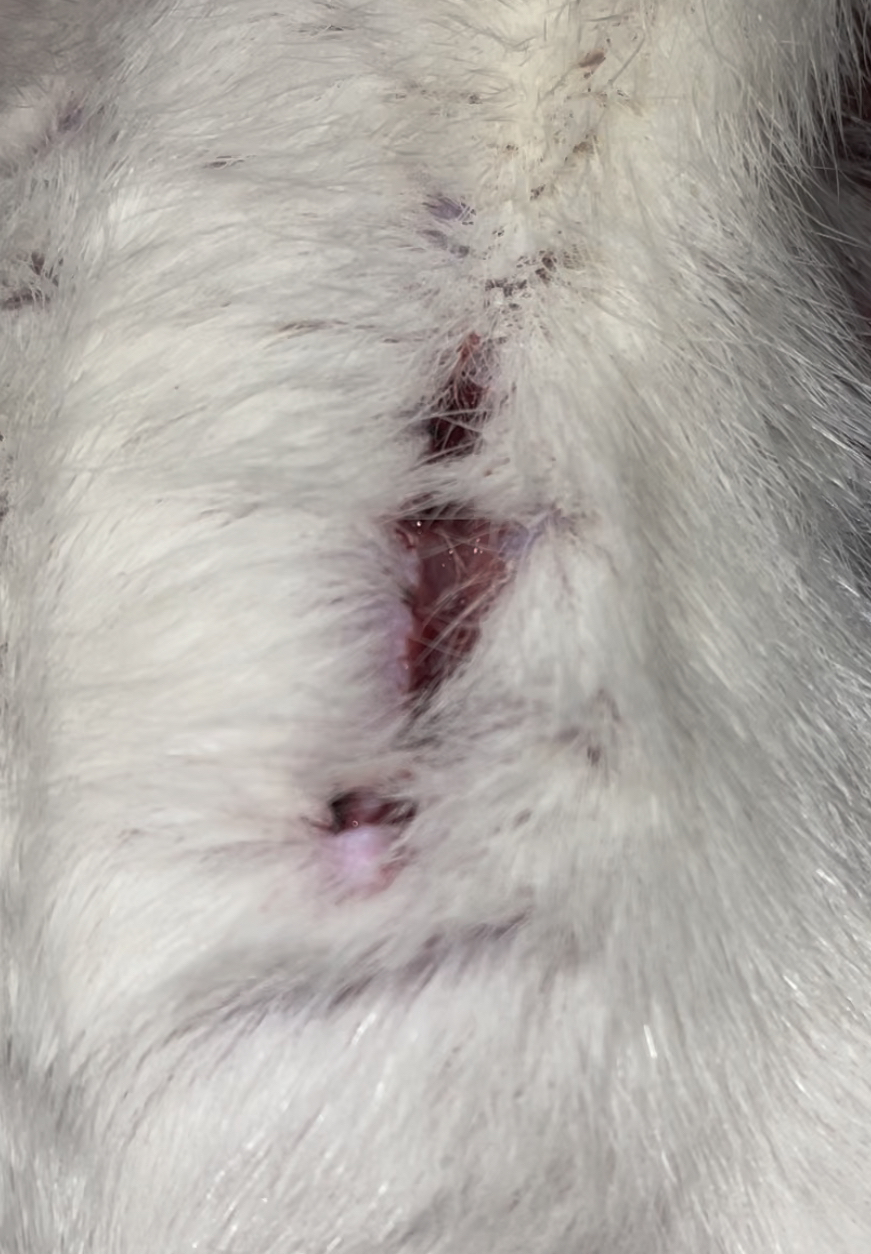 Example of rat bite