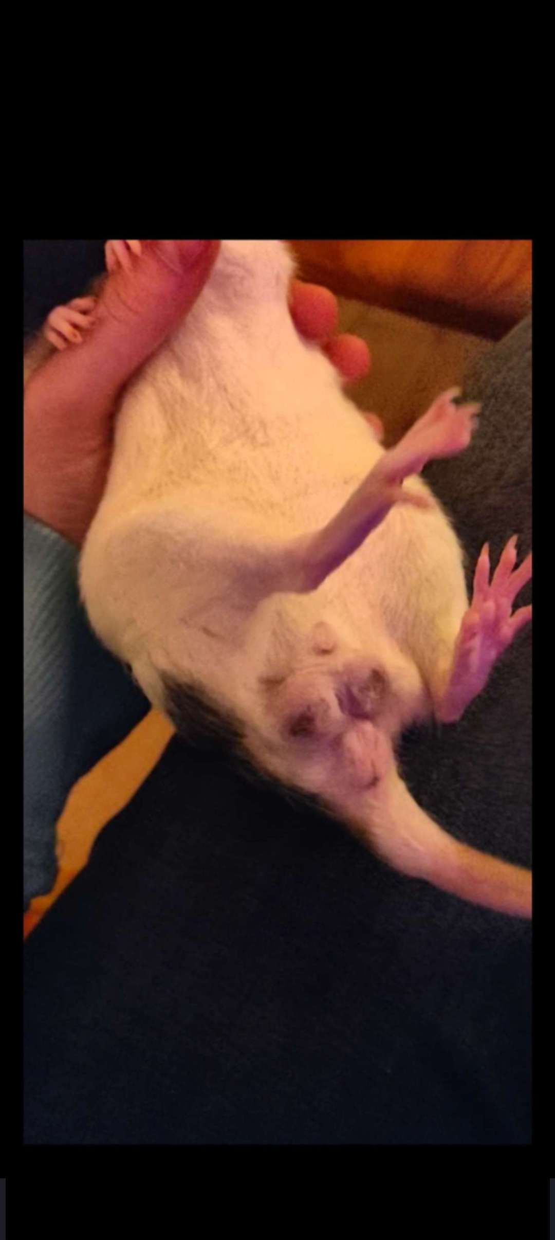 Scrotal Abscess Post-Neutering