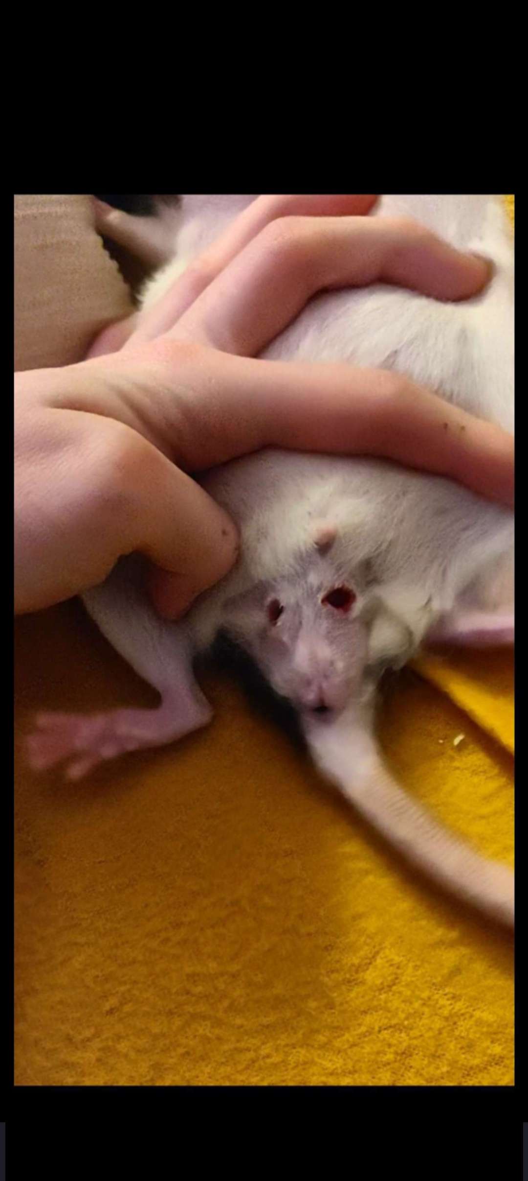 Scrotal Abscess Post-Neutering