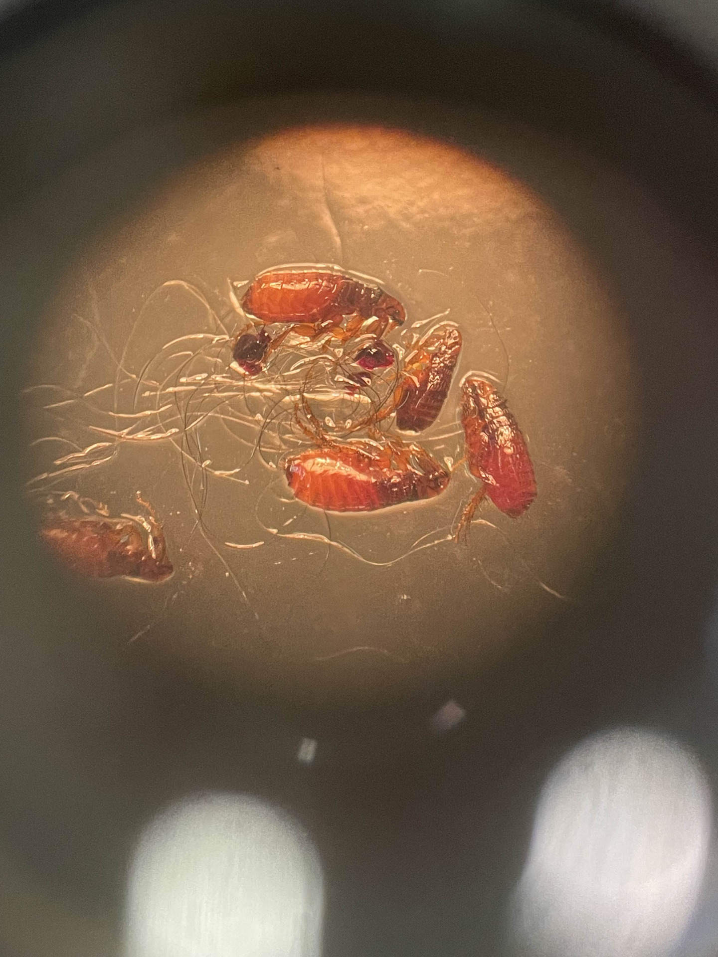 Cat/Dog Flea taken from an affected rabbit