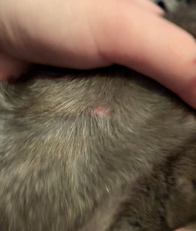 Early Ringworm Lesion