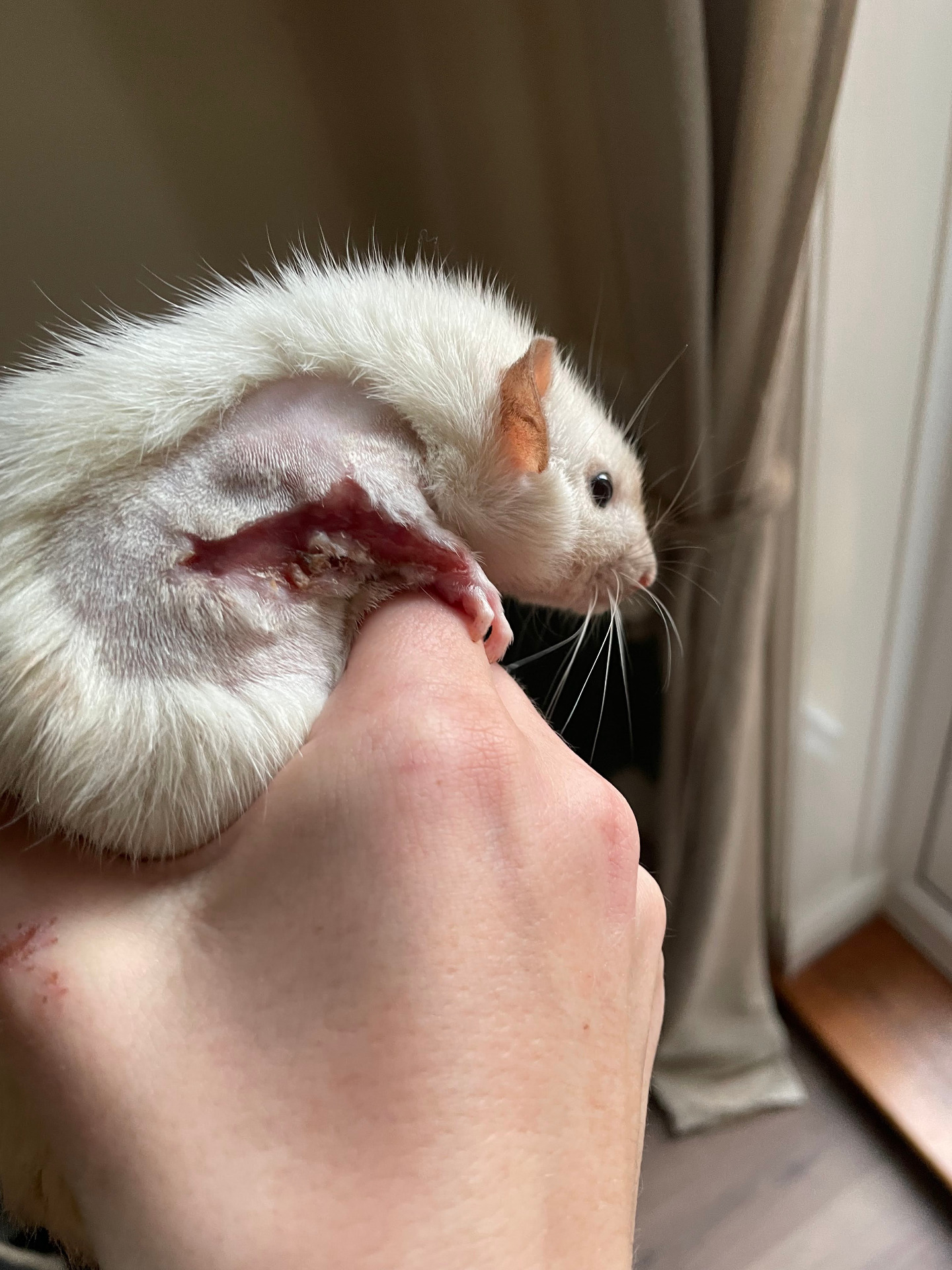 Wound Healing 24h