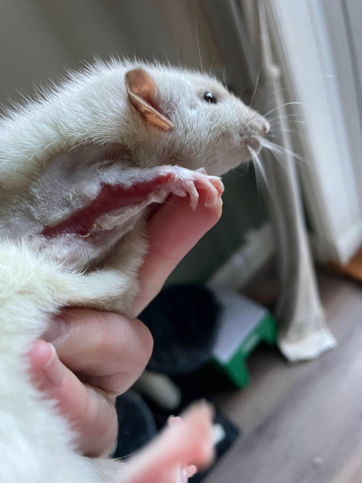 Wound Healing 48h