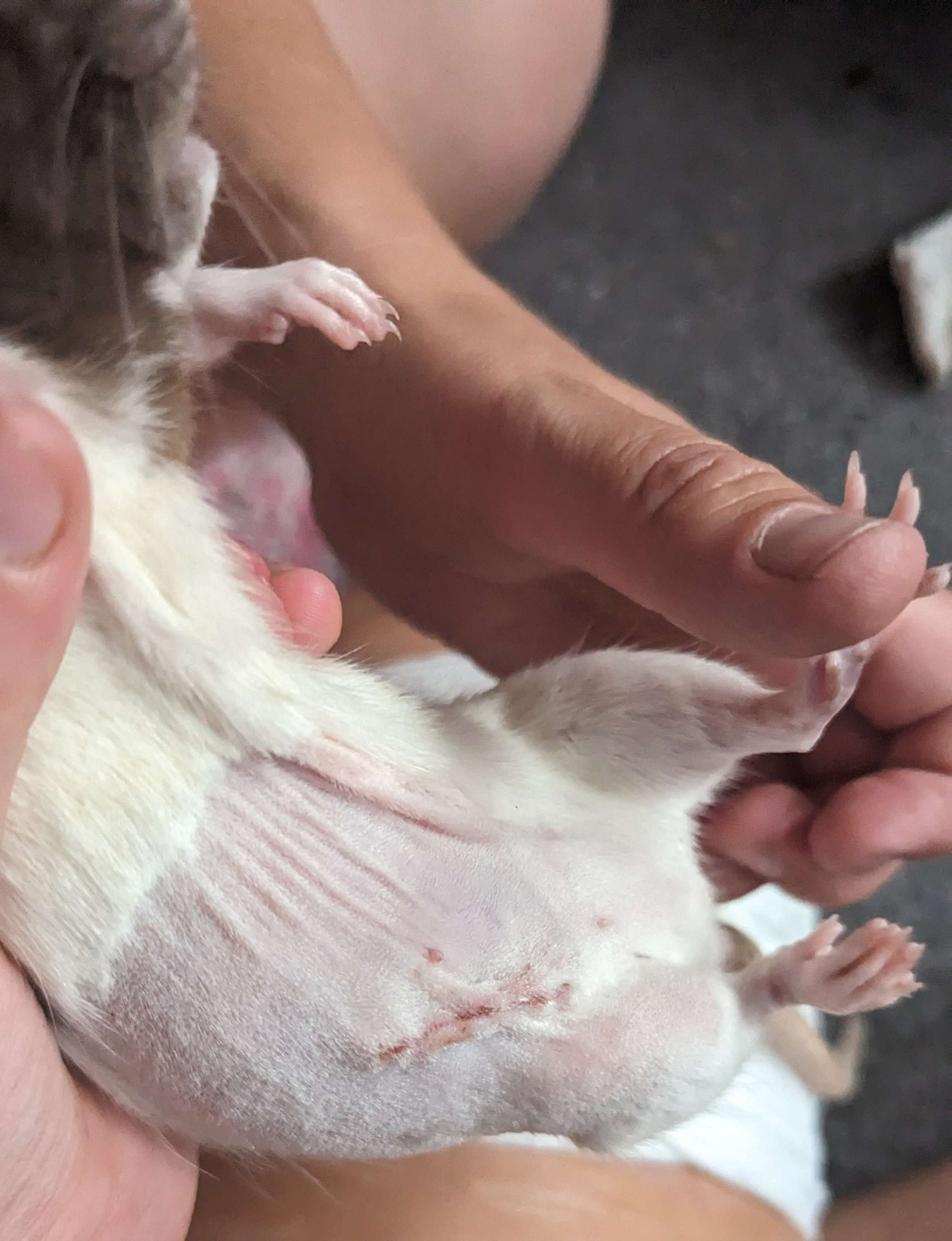 Mammary Tumour - Post Op