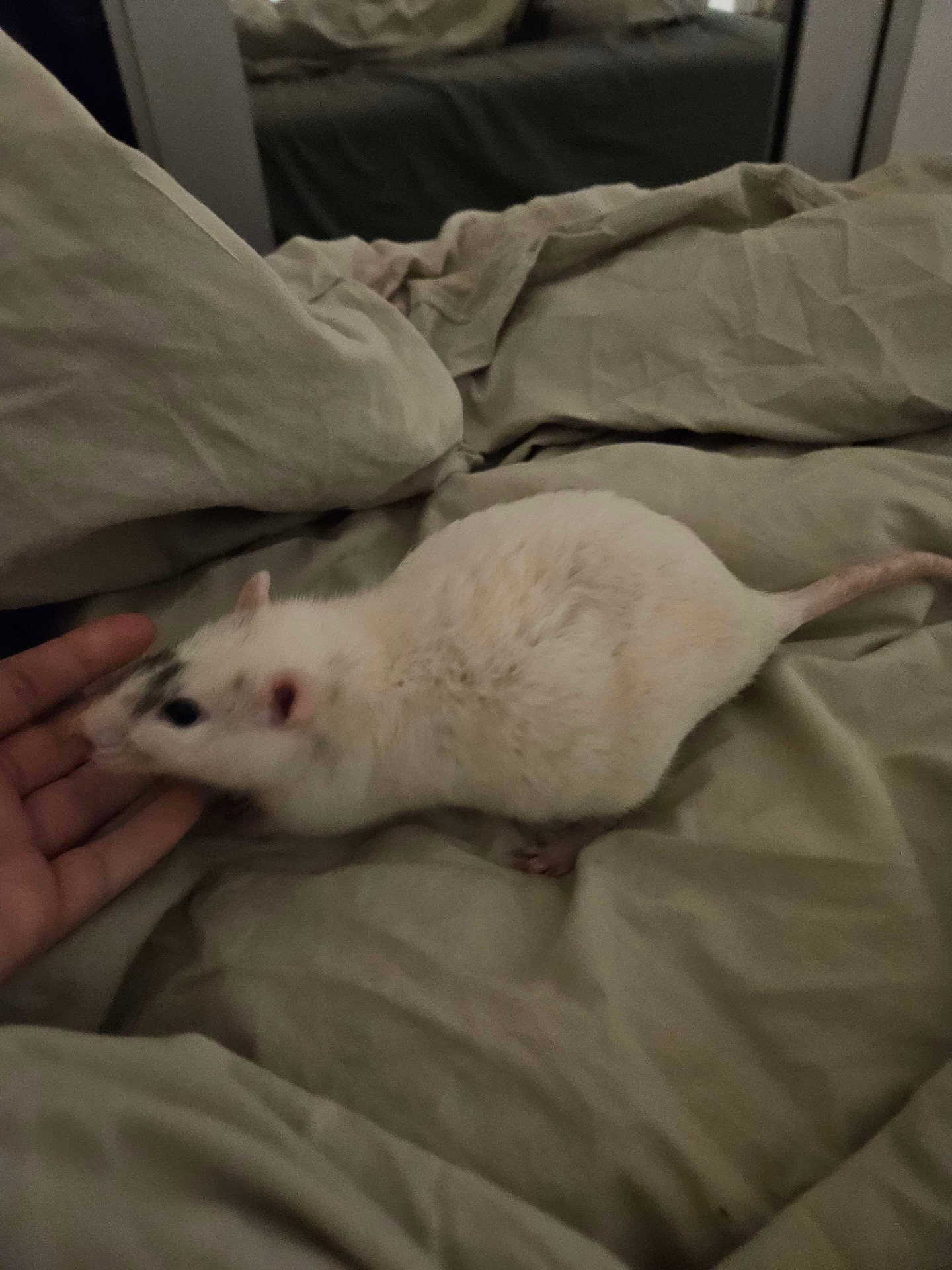 Rat with Megacolon