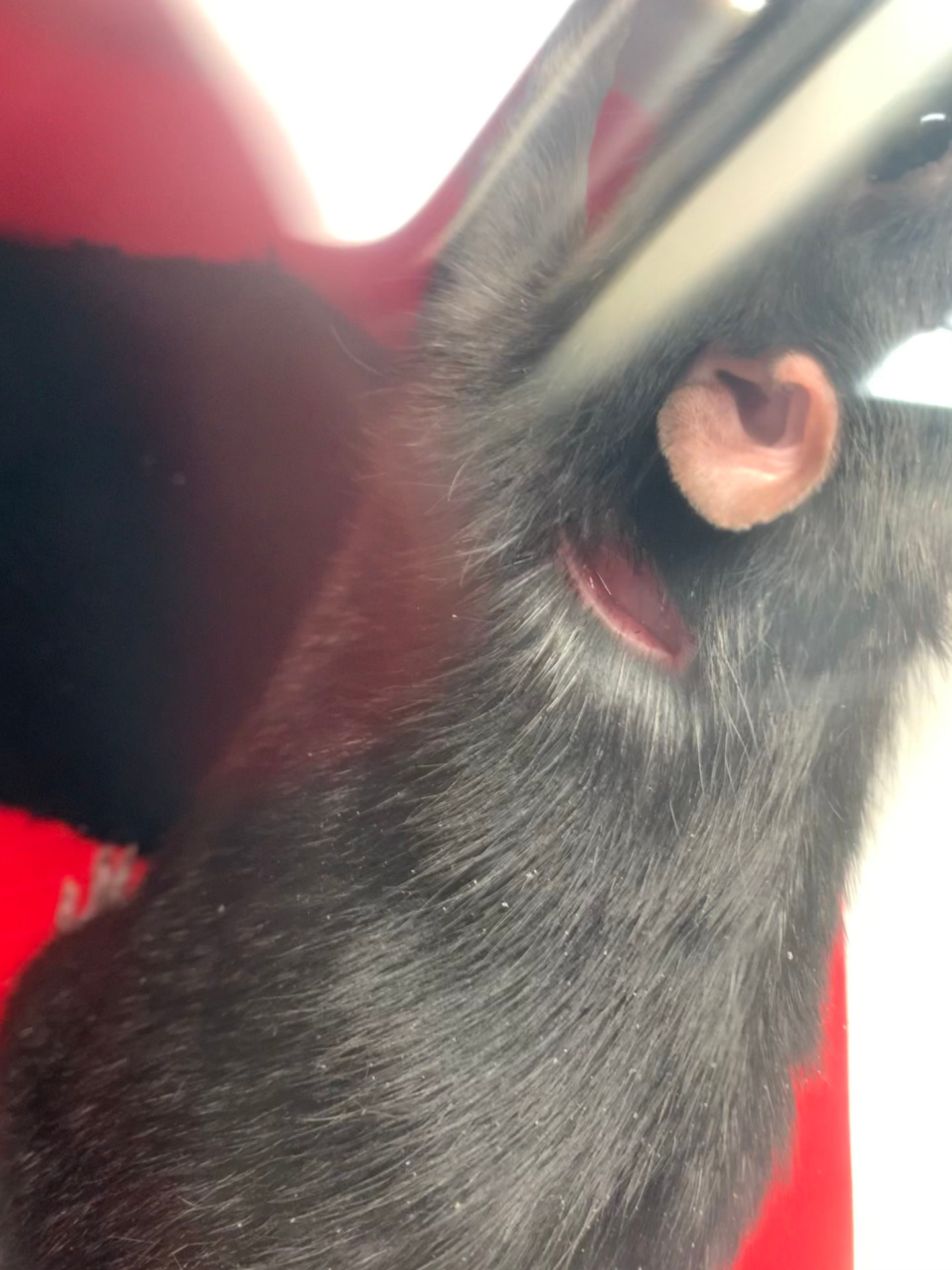 Severe rat bite requiring staples