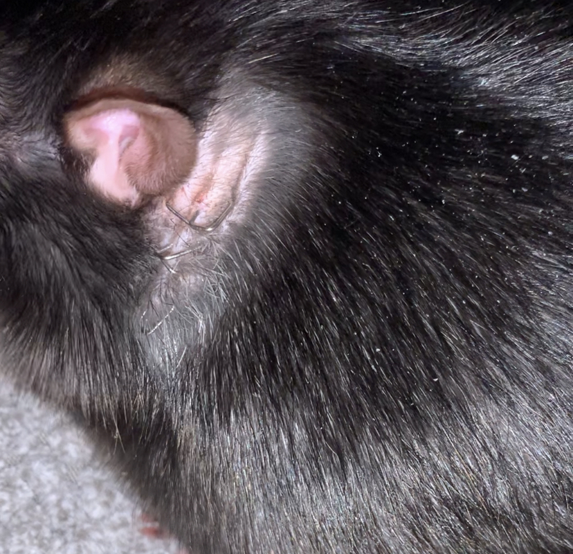 Severe rat bite requiring staples