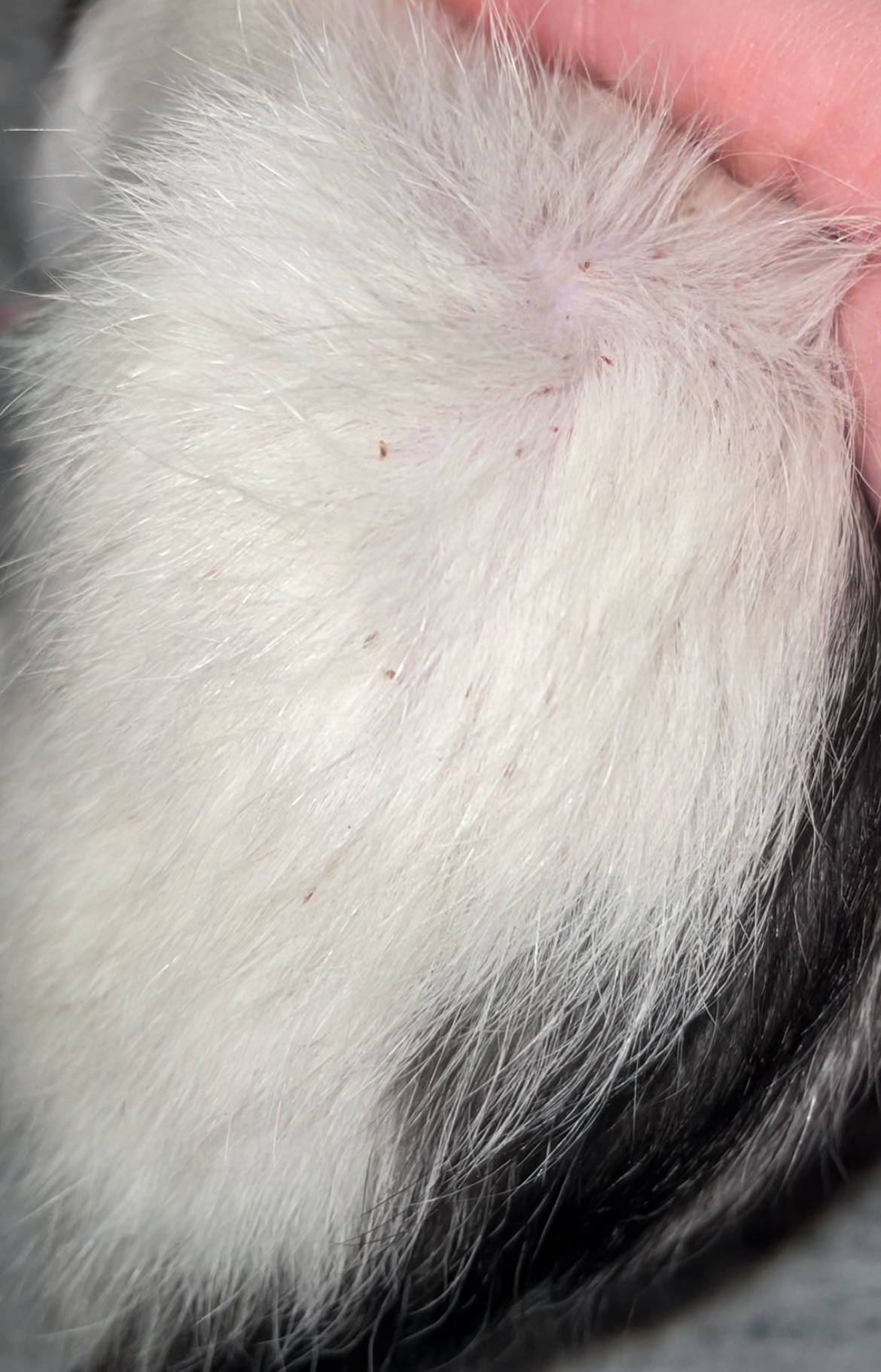 Rat Lice in Fur
