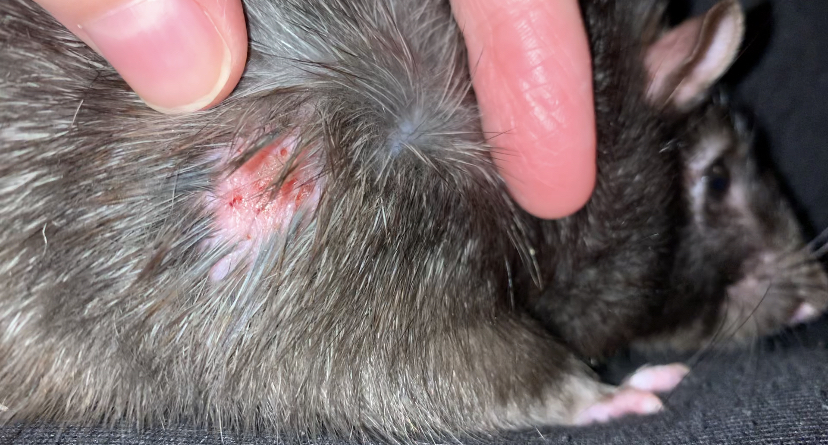 Ringworm Lesion - Healing