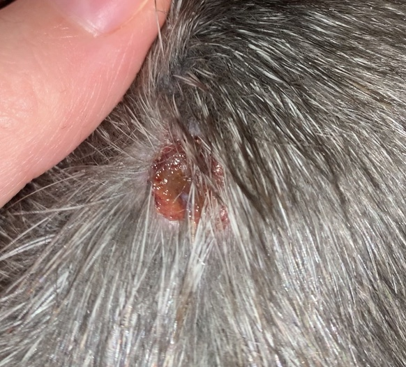 Significant ringworm lesion