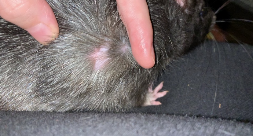 Ringworm Resolution