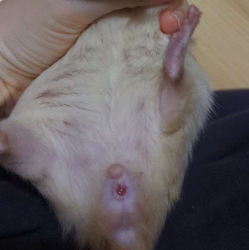 Vaginal Swelling