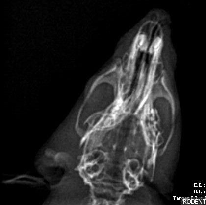 X-Ray - ZGT