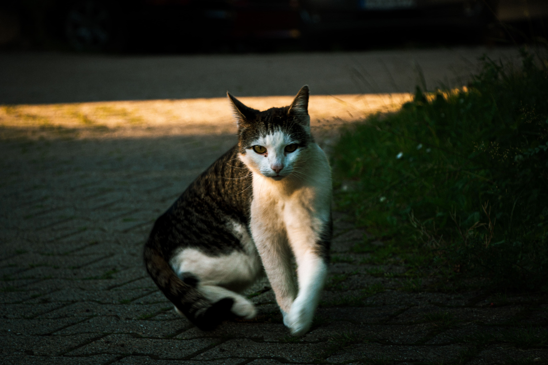 Cat walks towards human looking gorgeous