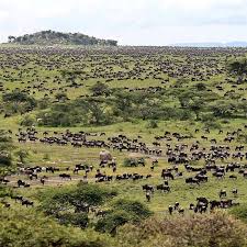 Wildebeest Migration Safaris , YHA Kenya Travel, Kenya Adventure Safaris, Big Five Animals, Safari Bookings.