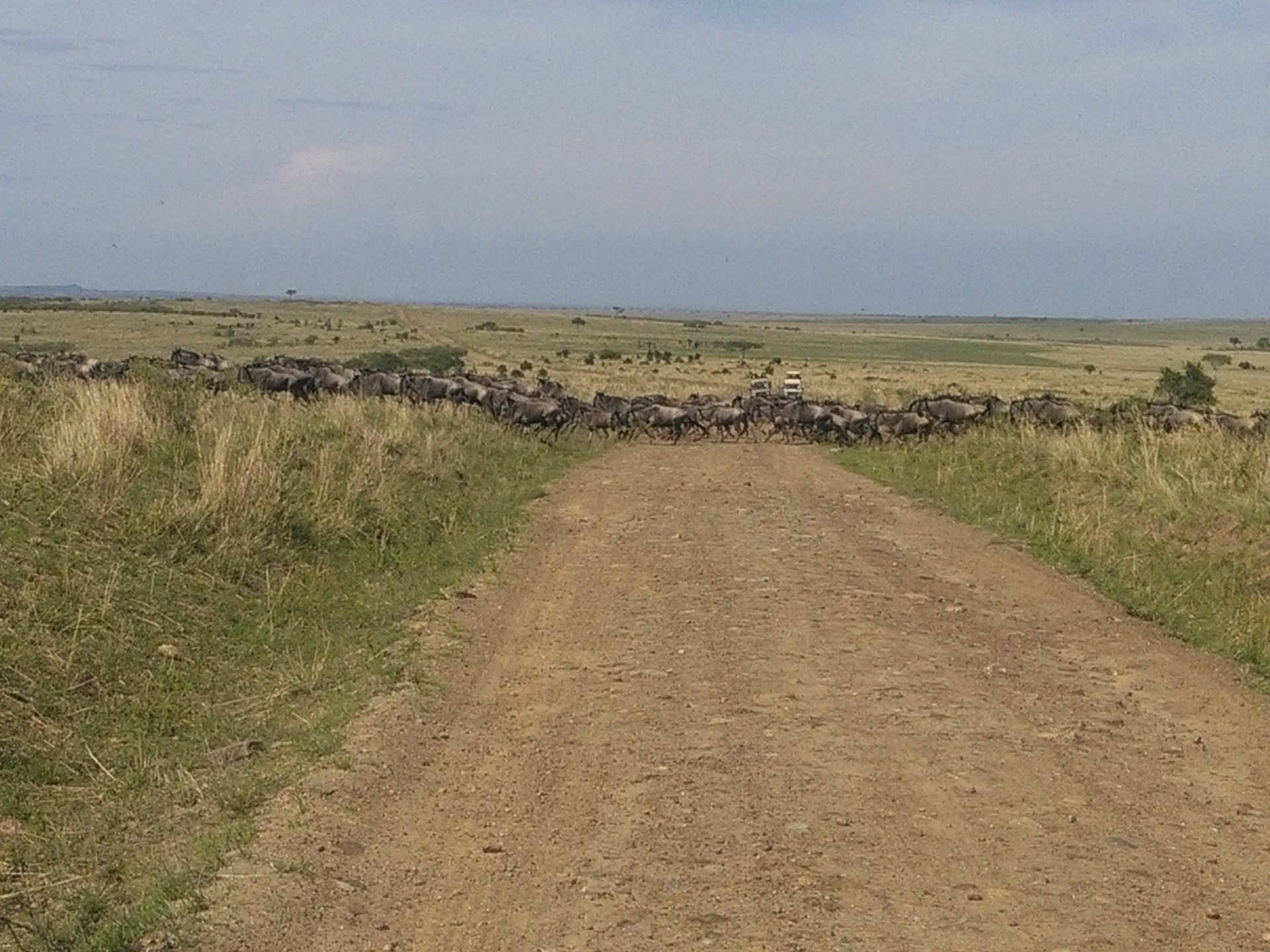 Epic Kenya Adventure Safaris, YHA Kenya Travel Tours And Safaris, Wildebeests Migration Masai Mara Kenya, Budget Safaris.