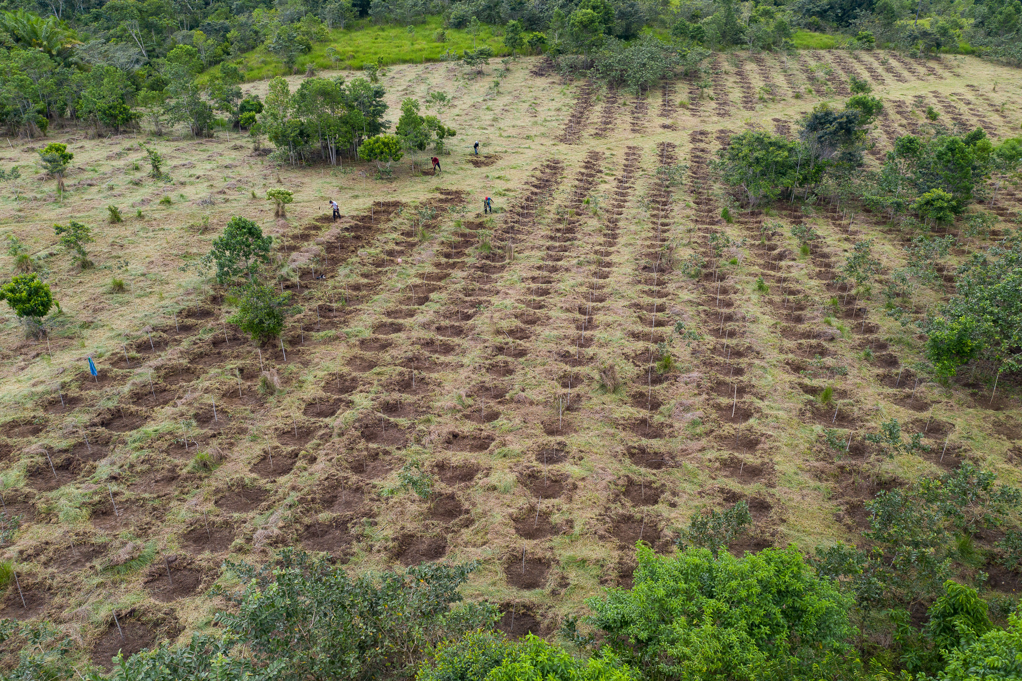 CABRUCA CACAO