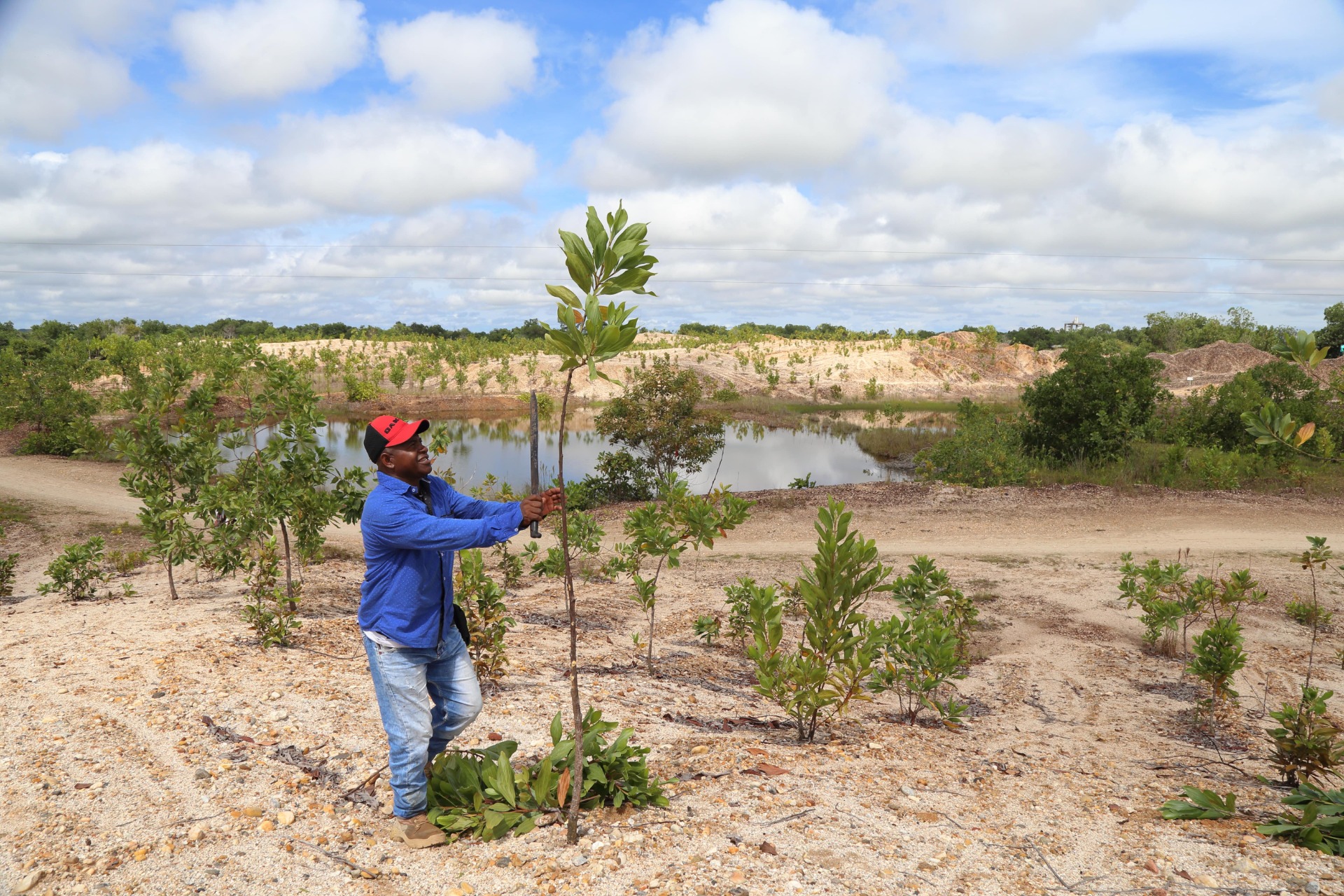 reforestation