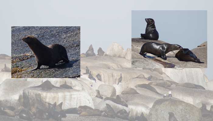 Duiker Island