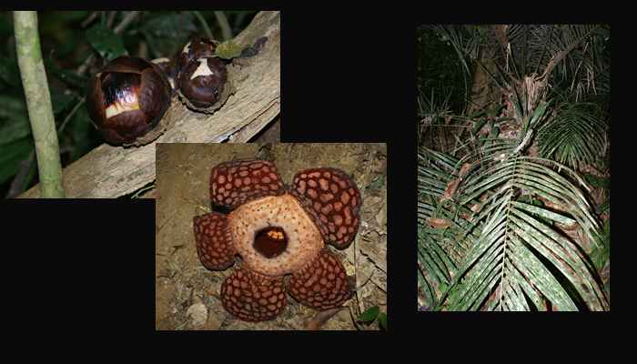 Rafflesia