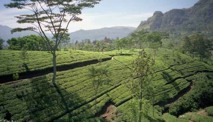 Nuwara Eliya