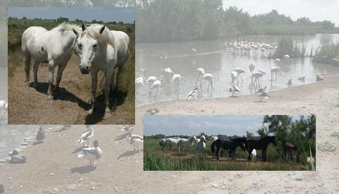 Camargue