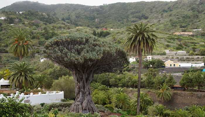 drakenboom