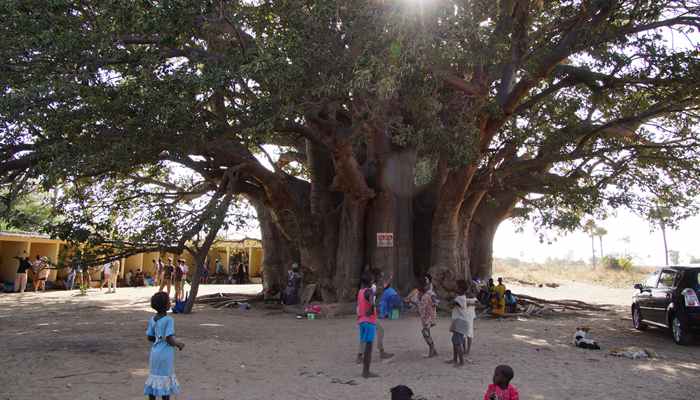 Grootste Baobab van Senegal