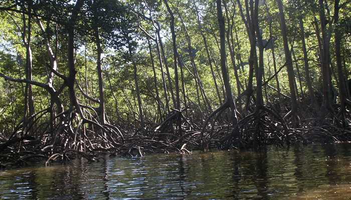 Mangrove