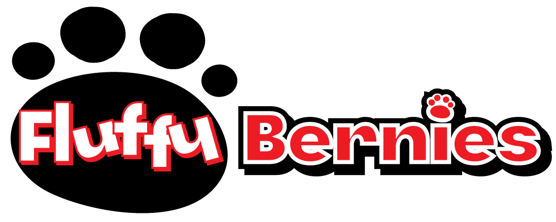 Fluffy Bernies, Berniedoodle