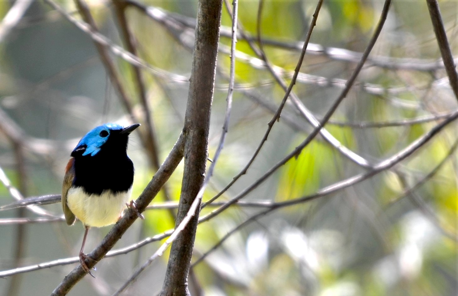 Variegated Fairy Wren, Byron Bay NSW