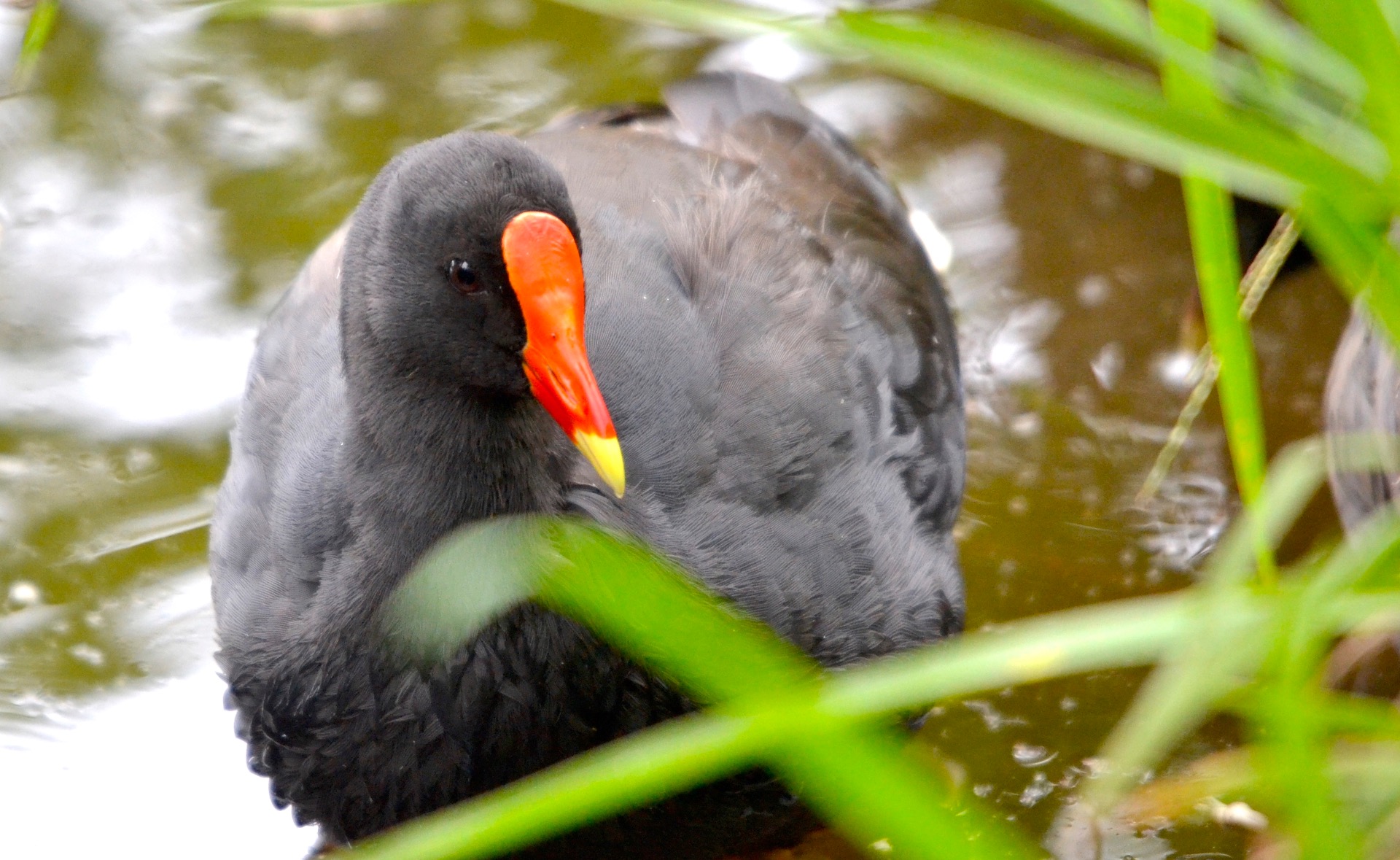 Dusky Moorhen, Brisbane QLD