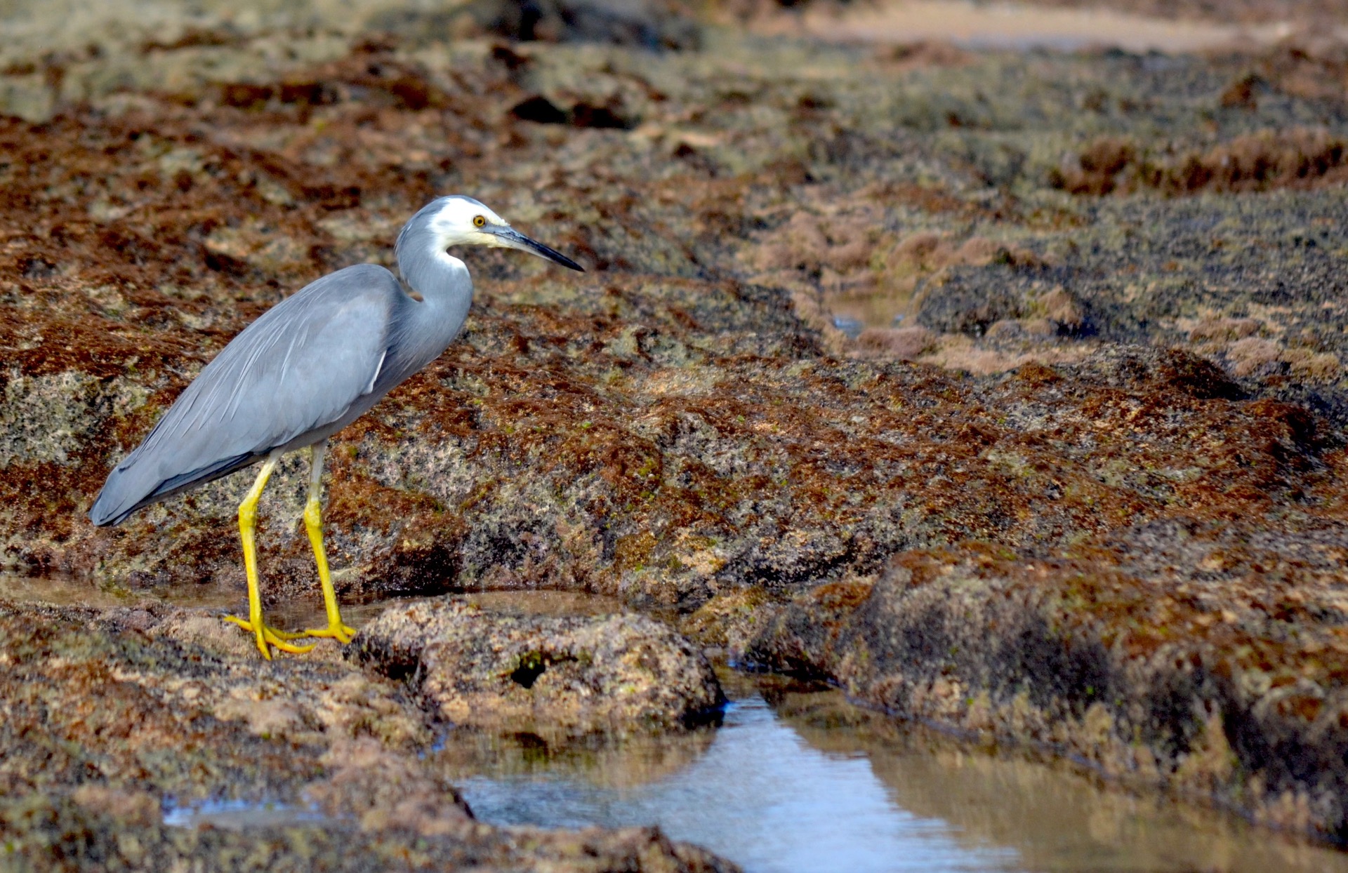 White Faced Heron, Norfolk Island