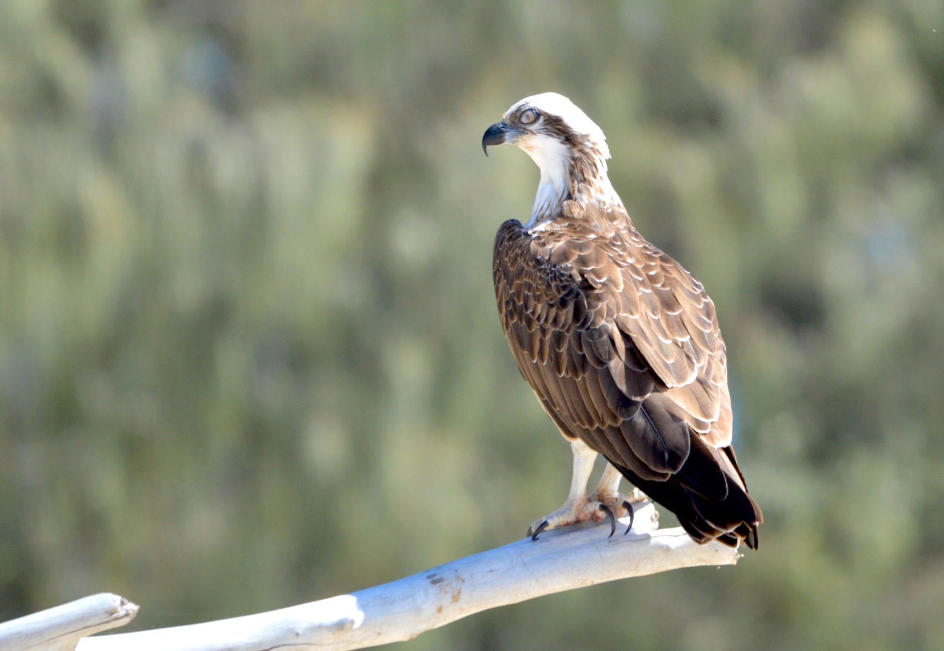 Osprey, North Stradbroke Island, QLD