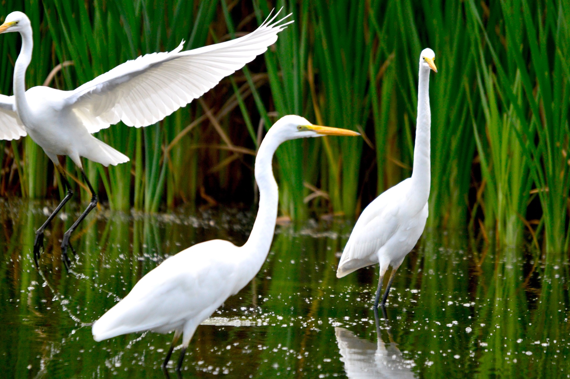 Three Great Egrets, Norfolk Island