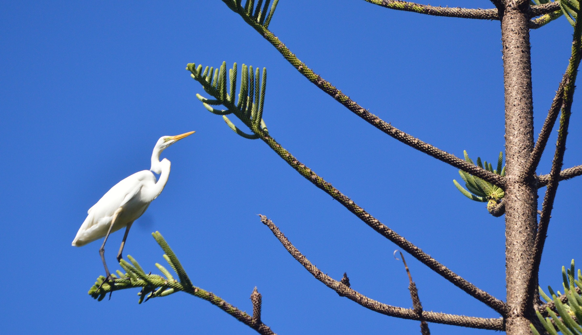 Great Egret on Norfolk Pine Tree