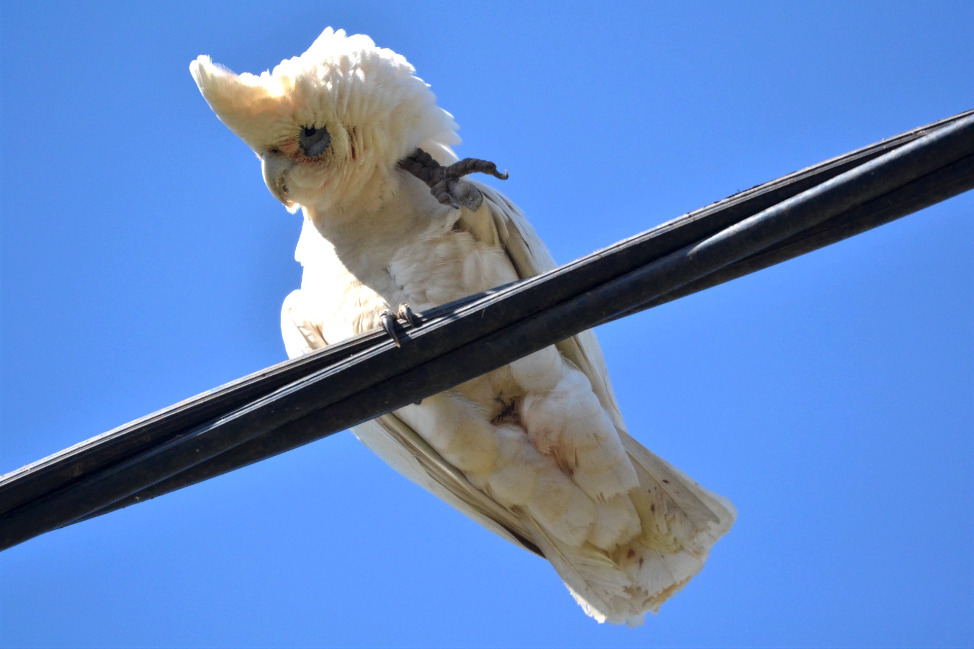 Little Corella, Tyalgum NSW