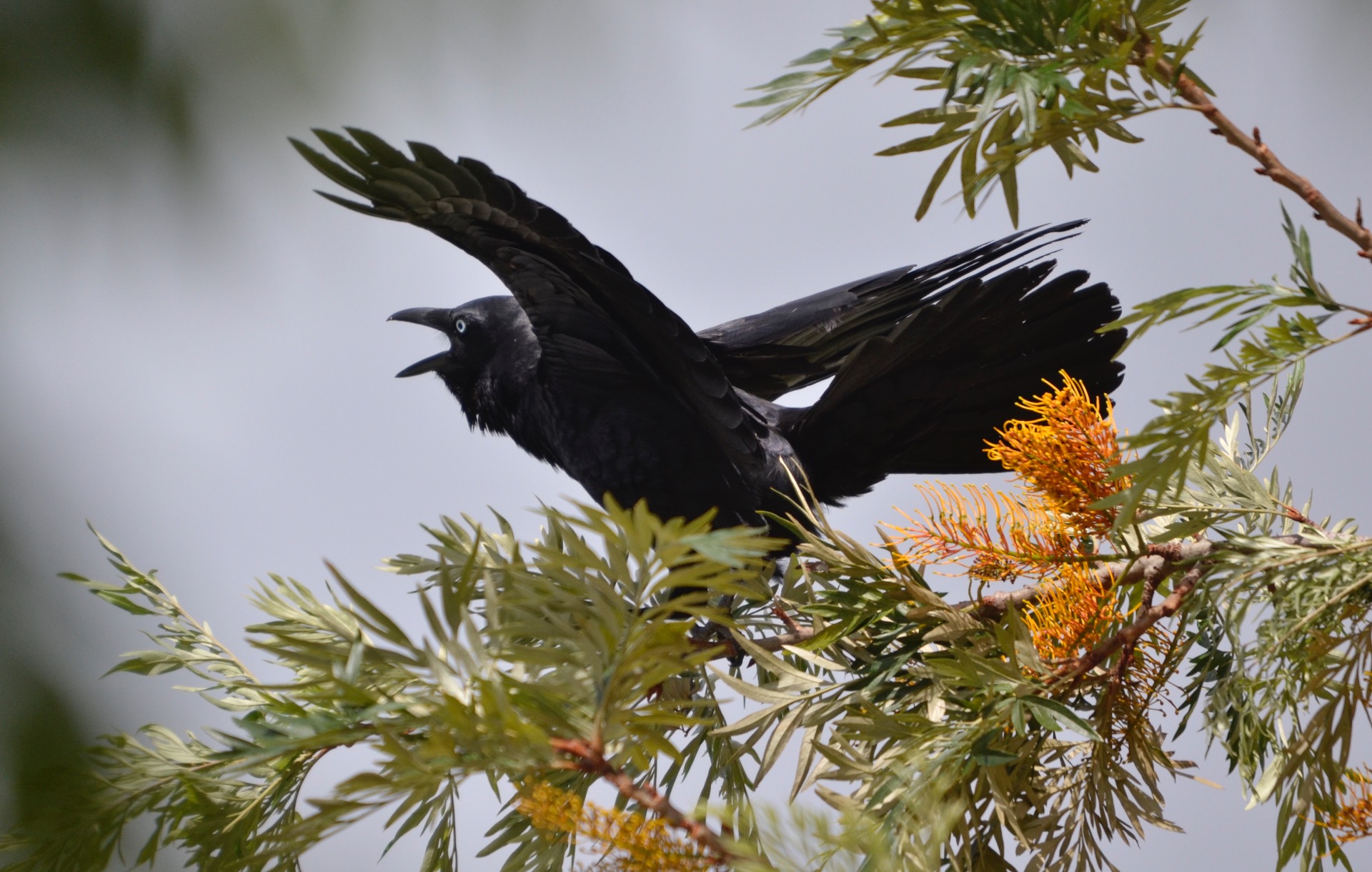 Torresian Crow, Tyalgum NSW