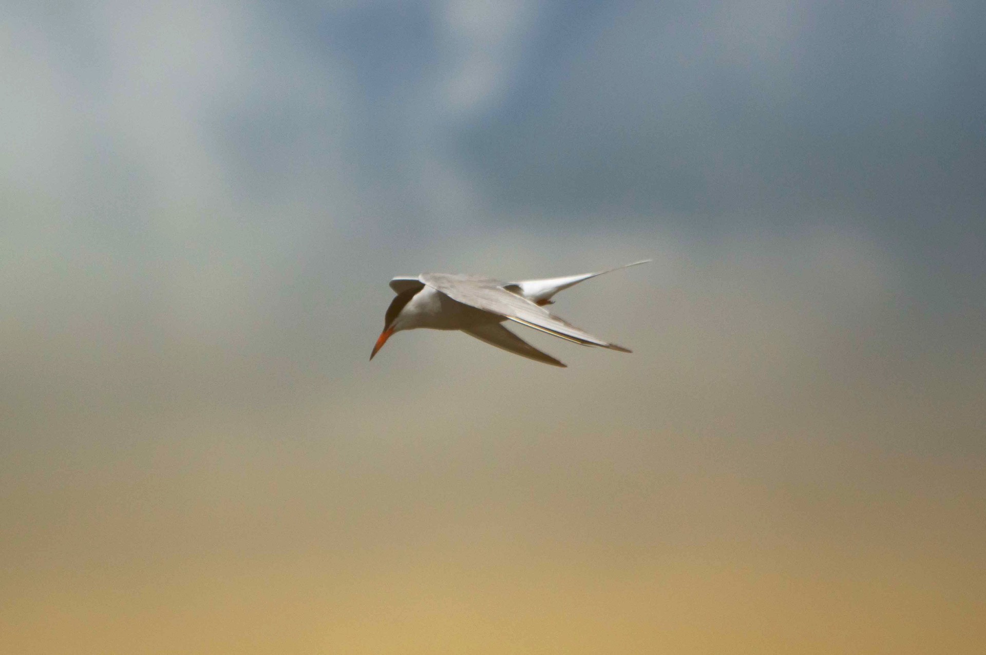Common Tern, Amsterdam