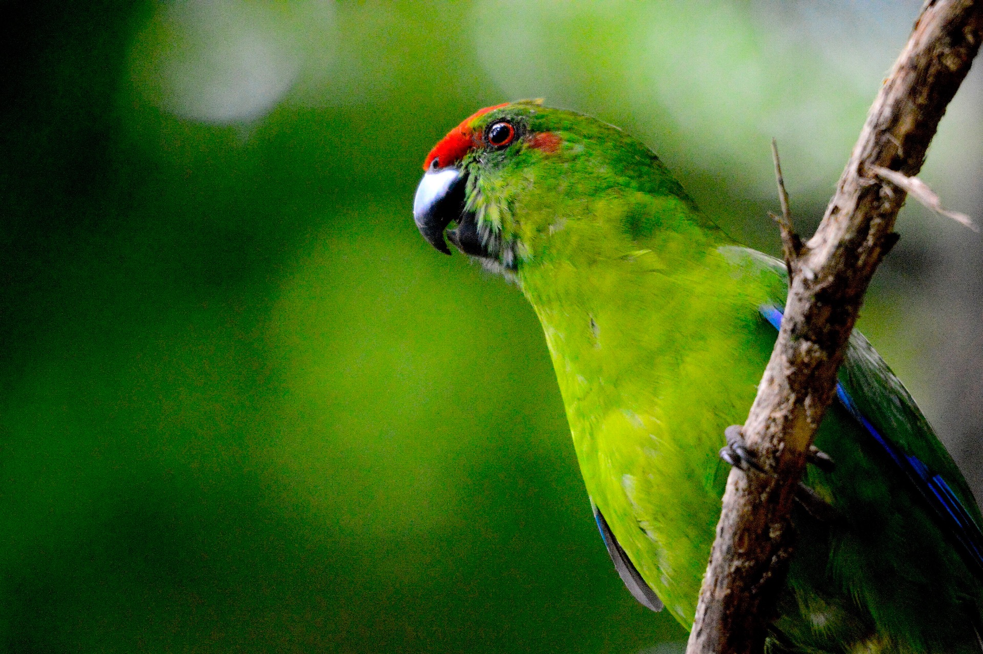 Norfolk Island Green Parrot