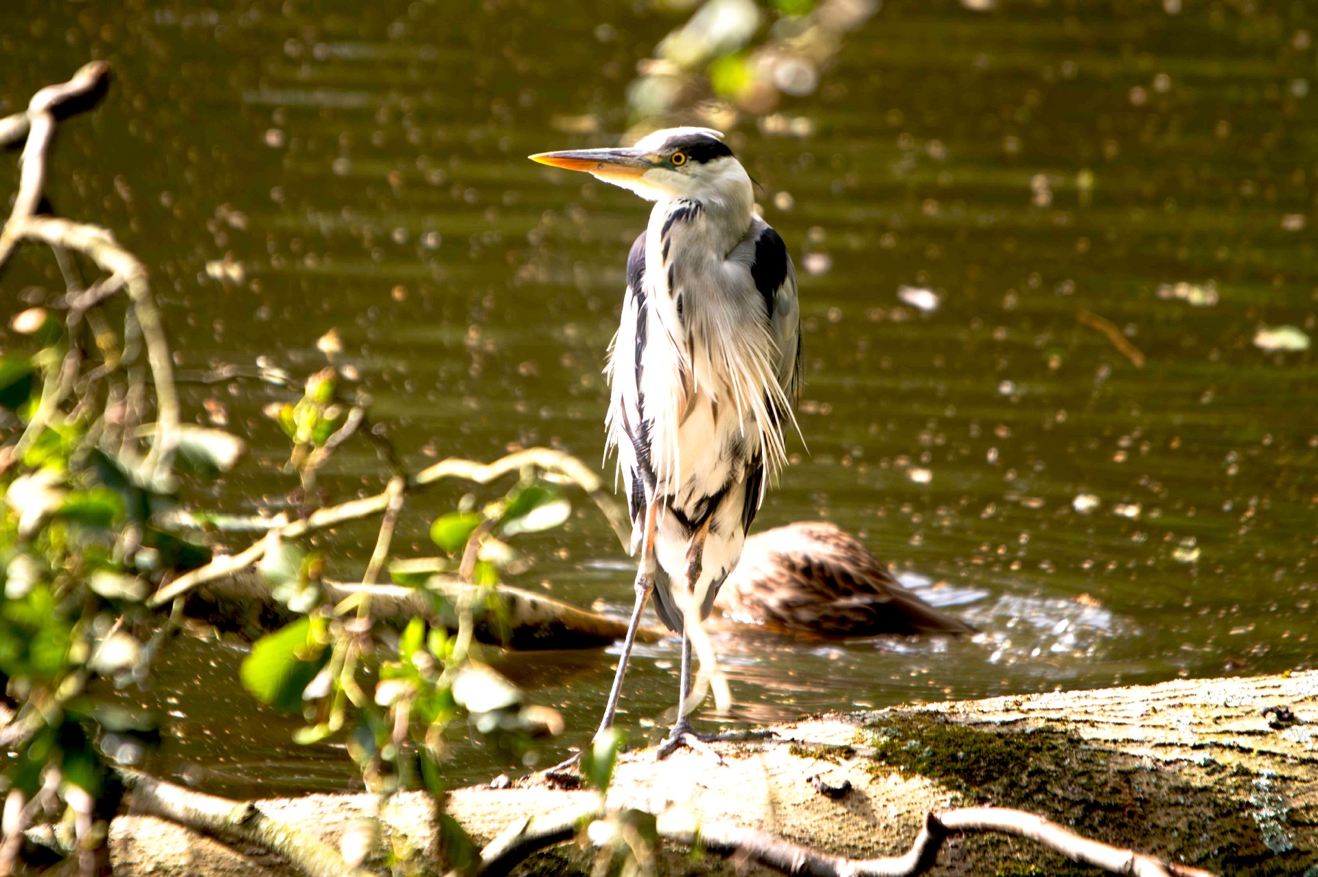 Grey Heron, Amsterdam