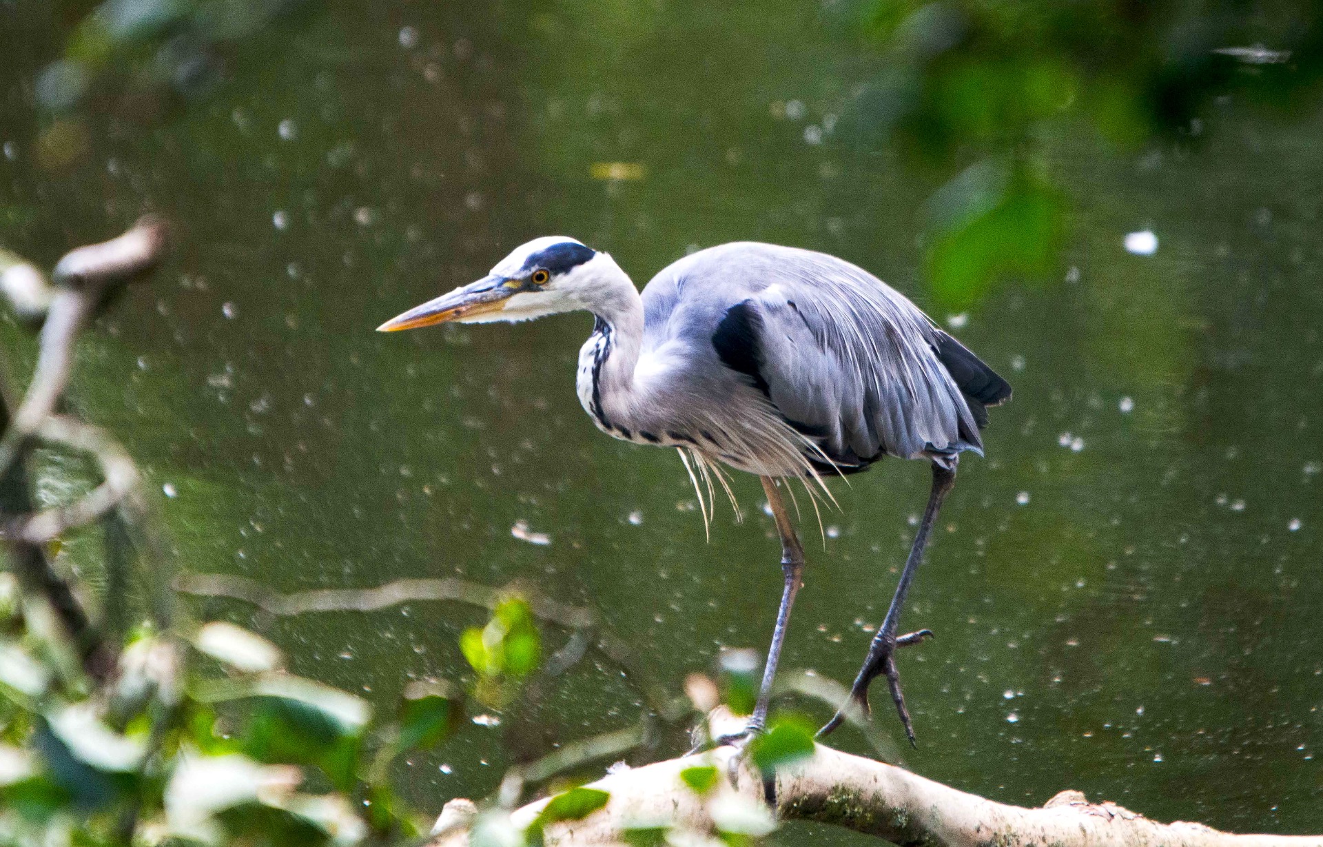 Grey Heron, Amsterdam