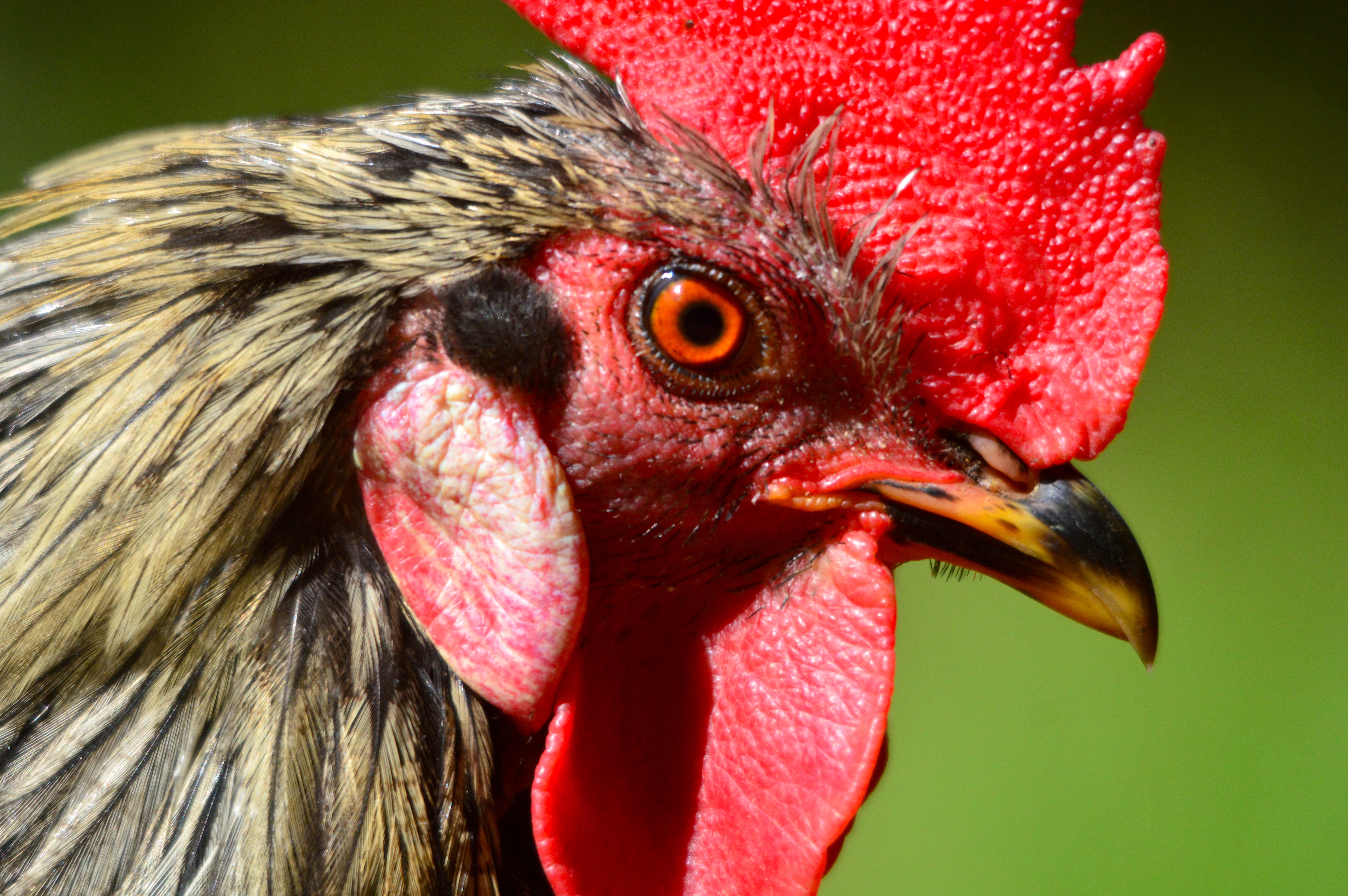 Red Jungle Fowl, Norfolk Island