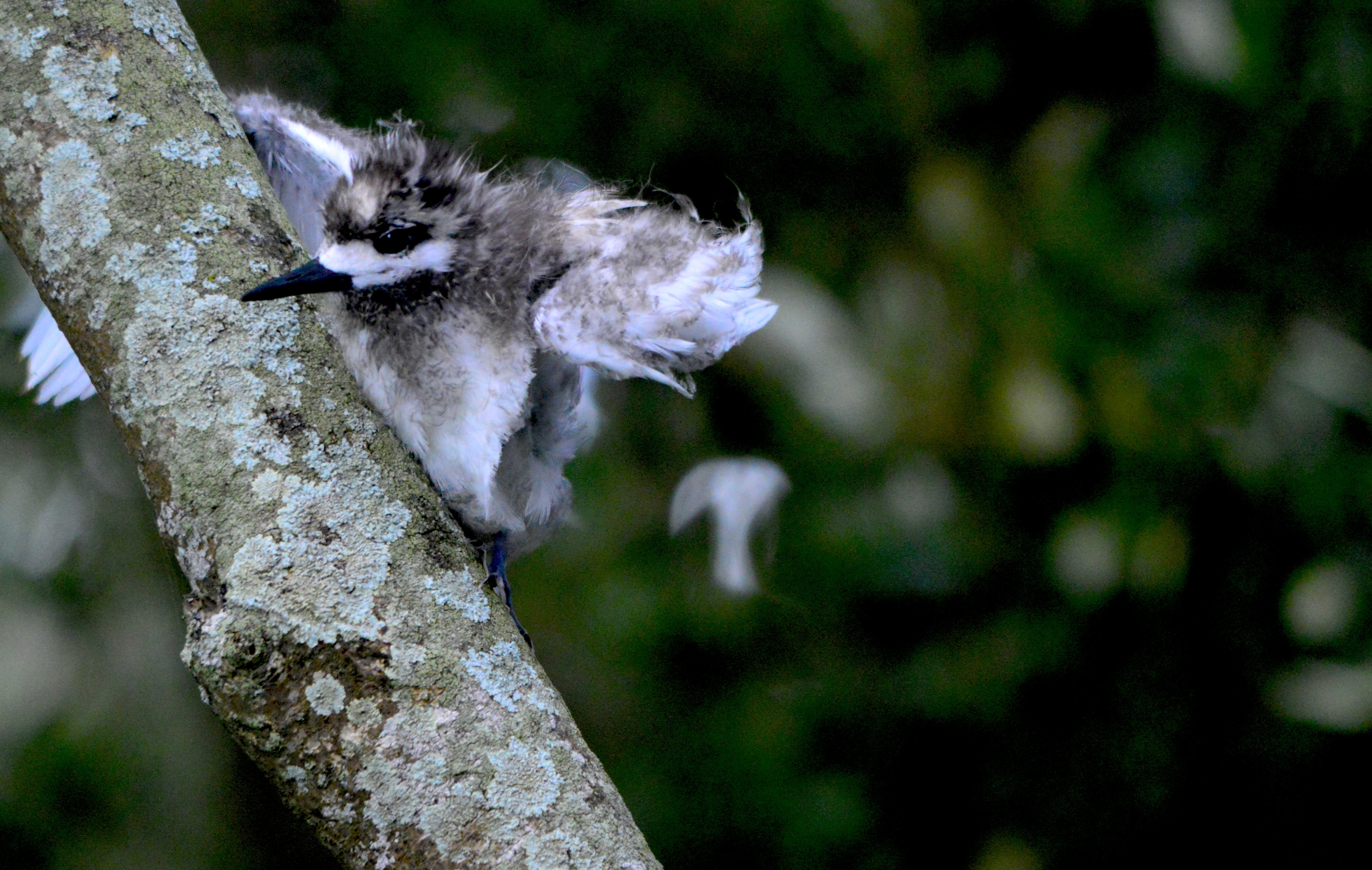 Climbing White Tern Chick