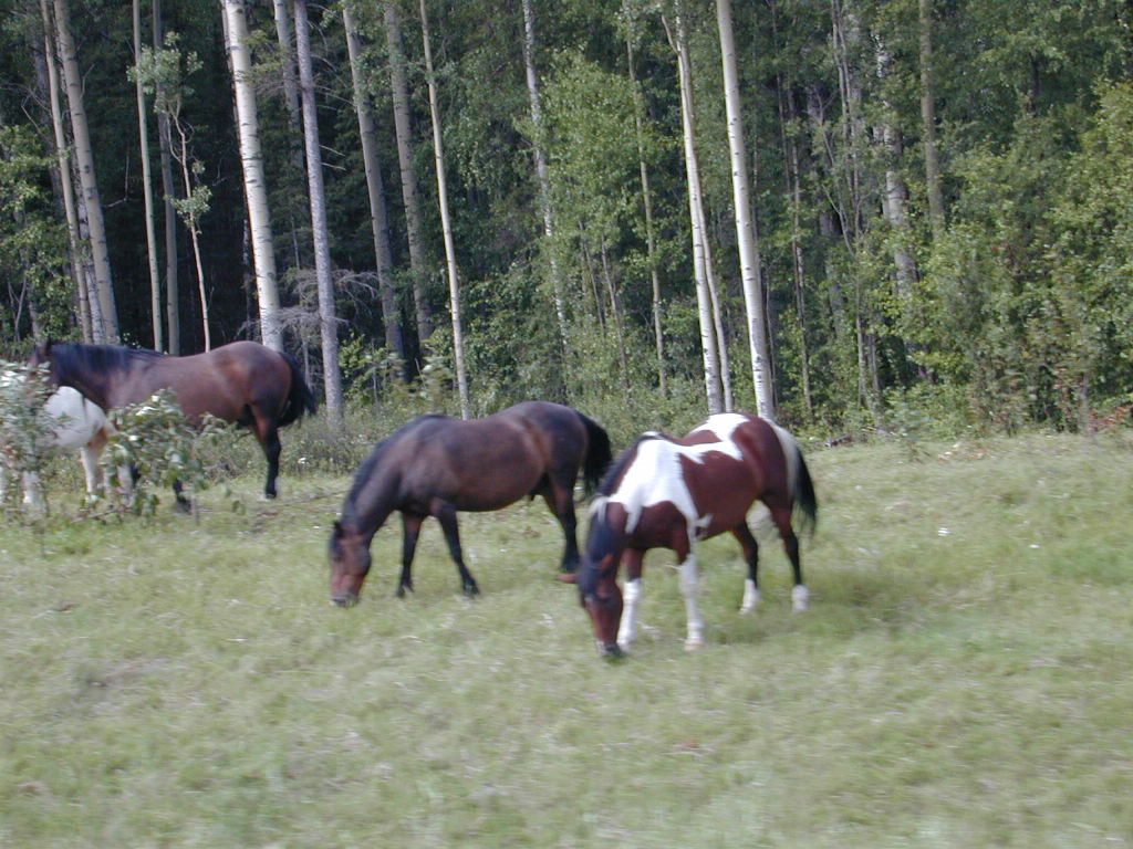 Wild Horses