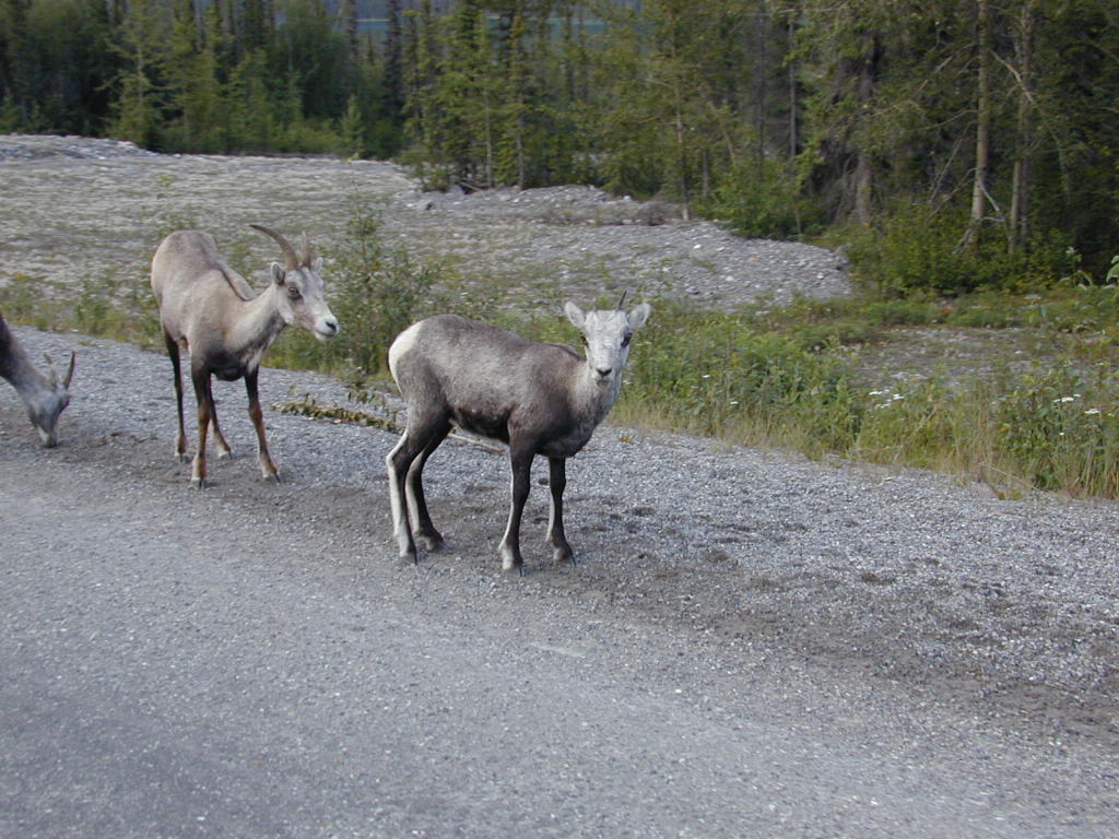 Mountain Goats