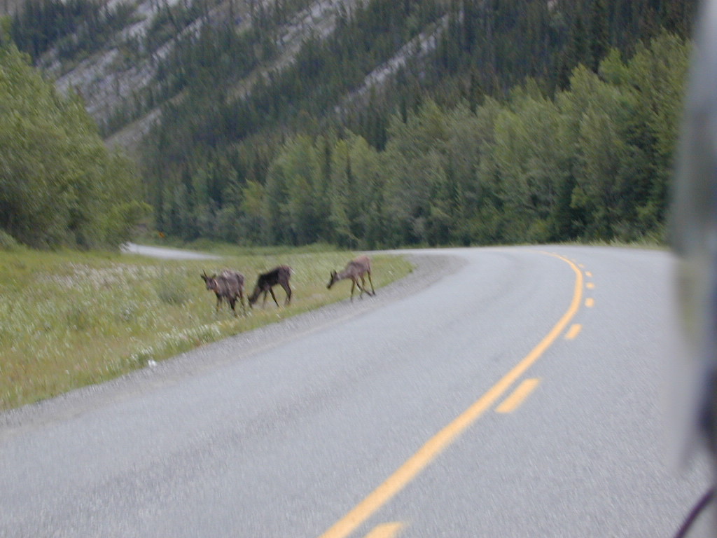 Baby Mooses