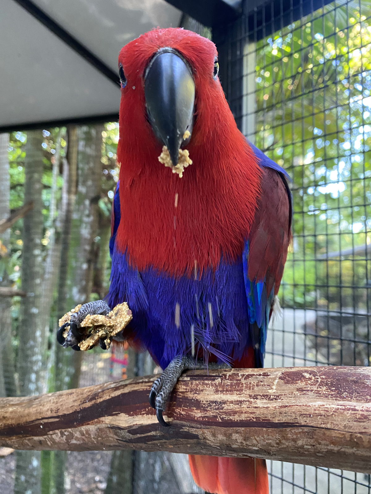 Female Eclectus