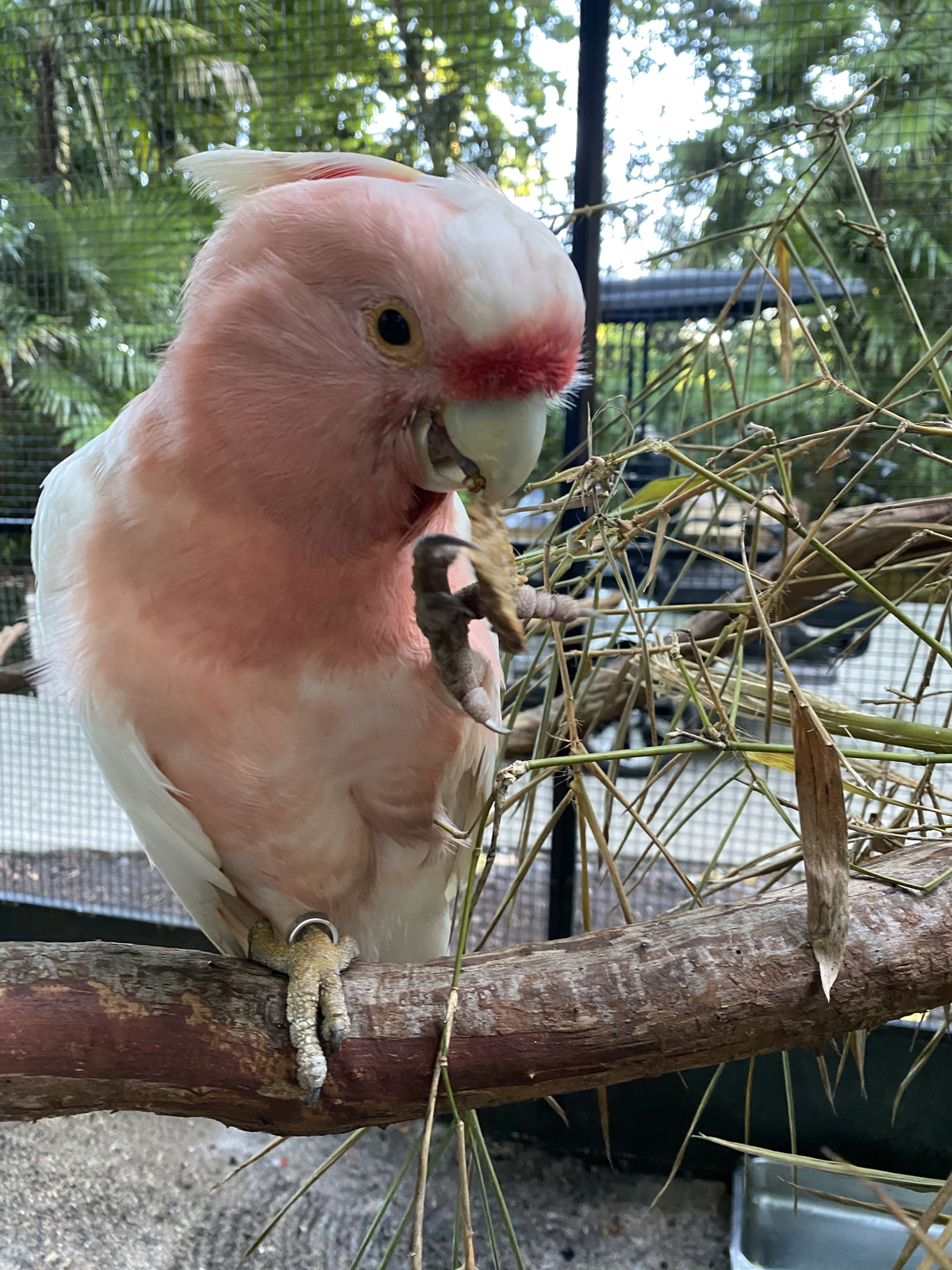 Major Mitchell&apos;s Cockatoo
